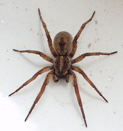 Wolf Spiders