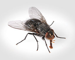 House Flies