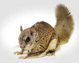 https://www.naderspestraiders.com/images/pest-library/categories/rodents/flying-squirrels.jpg