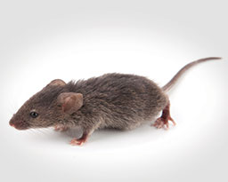 https://www.naderspestraiders.com/images/pest-library/categories/rodents/house-mice.jpg