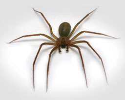 5 Venomous Spiders in Massachusetts this Winter – How to Deal with A Spider  Invasion in Eastern Massachusetts