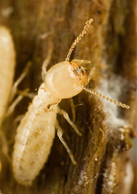 Termites