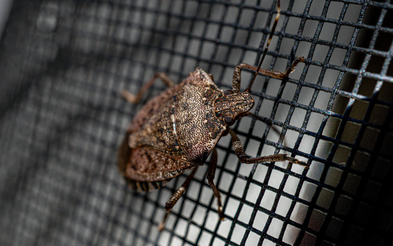 How to Prepare for Fall Pests