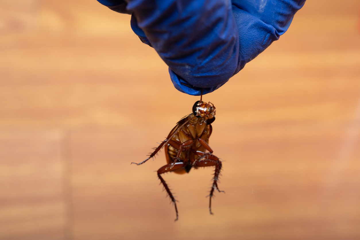 How You Can Keep the Bugs Out: Five Ways To Keep Your Home Pest Free