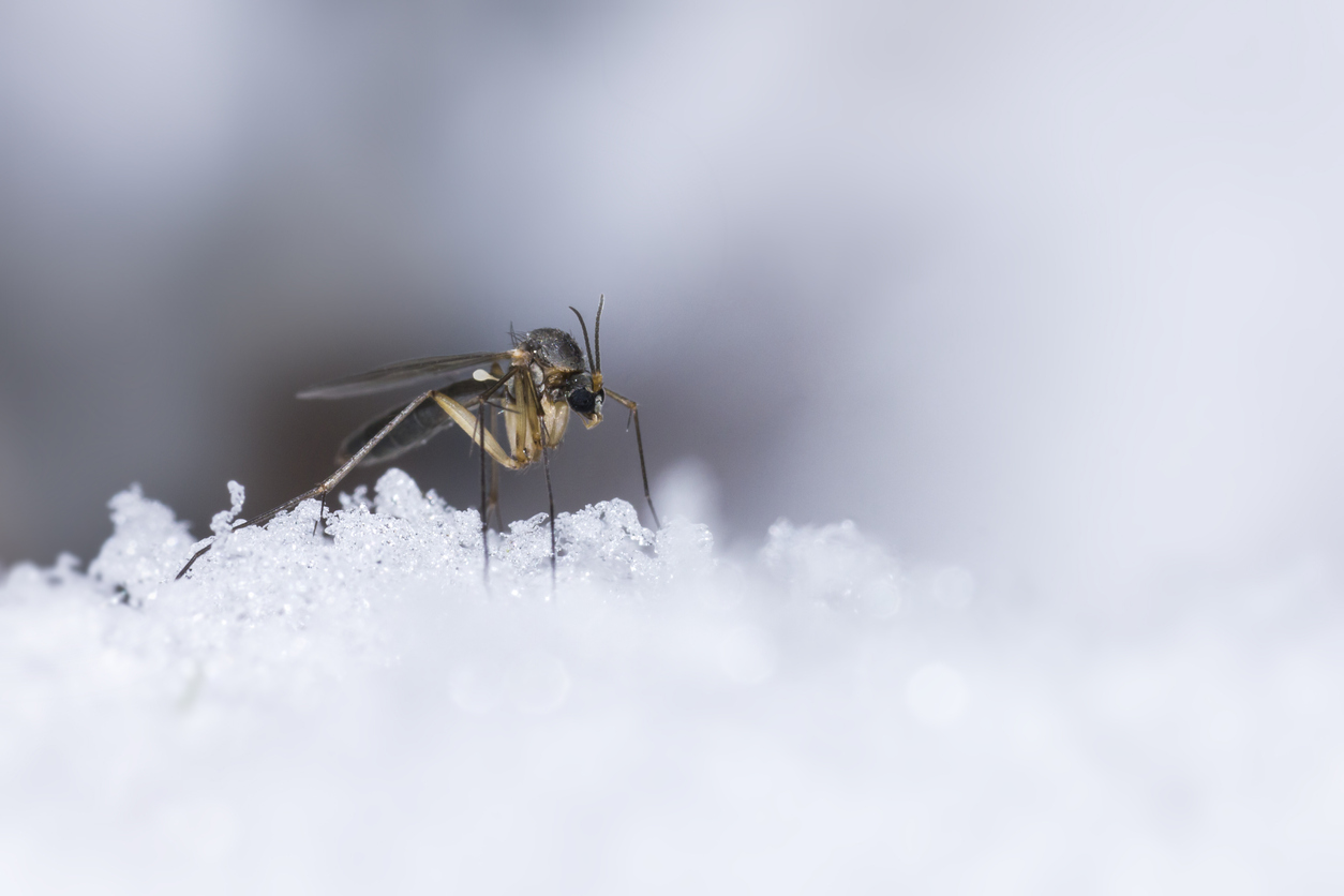 Does a Hot Summer Mean More Winter Pests? The Results Are In 