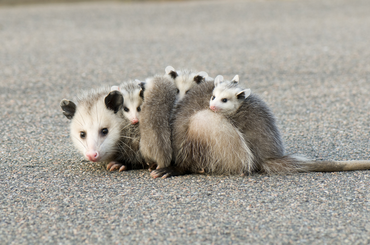 Awesome Opossum: The World’s Most Misunderstood Marsupial