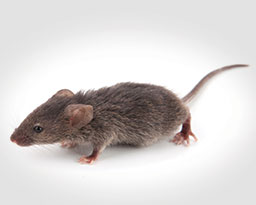 Mouse & Rat Removal Services