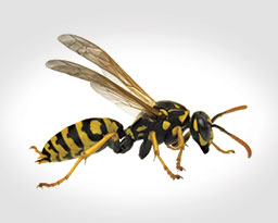 Wasp & Other Stinging Insect Control