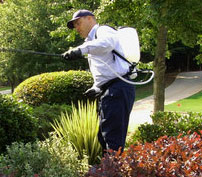 Learn More From the Pest Control Experts