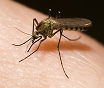 Mosquitos biting a person.