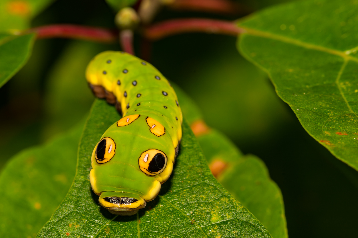 9 of the Cutest Bugs & Not-So-Creepy Crawlers