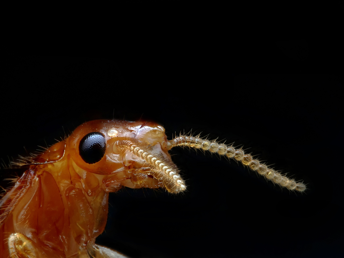 What Do Roaches Smell Like? Tips to Identify Stinky Pest Infestations