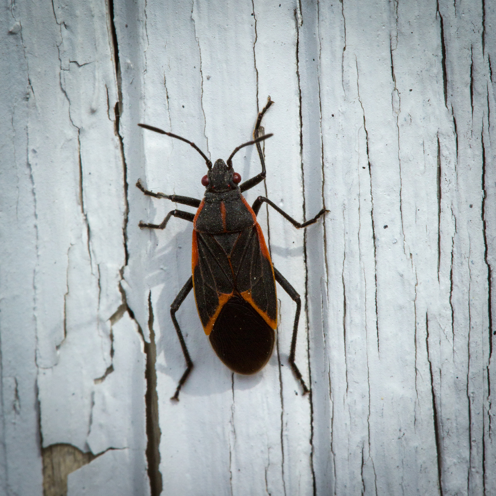 The Rise of the Boxelder Bug During Fall