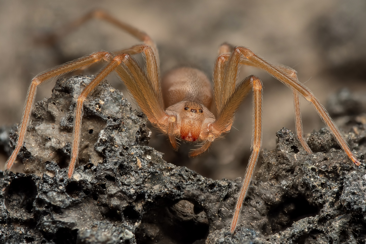 How to Tell the Difference Between Harmless and Venomous Spiders